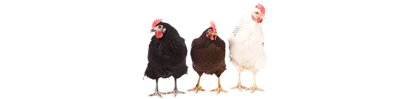 A propos de l'eggstra